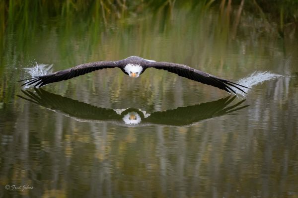 insolite aile eau lac oiseau plane pygargue rapace