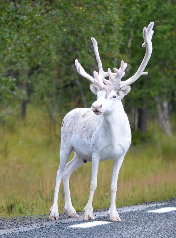 insolite albinos blanc renne