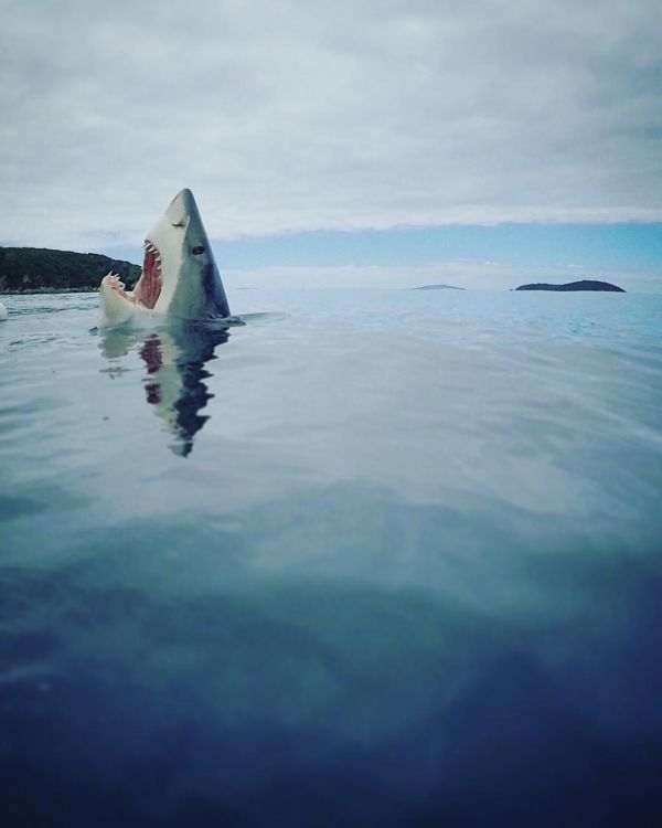 insolite eau gueule ocean ouverte requin