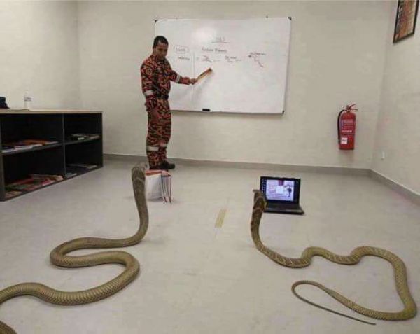 insolite apprendre ordinateur python serpent