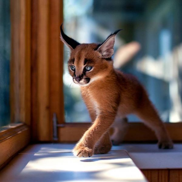insolite bebe caracal felin lynx
