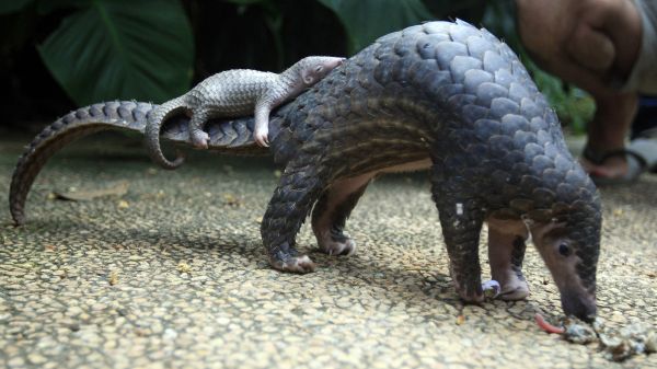 insolite bebe maman pangolin queue