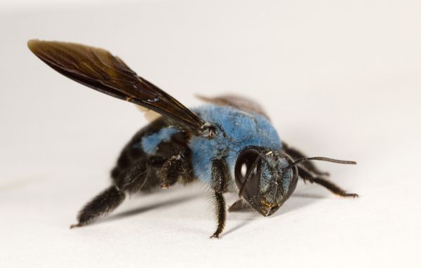 insolite abeille bleu insecte