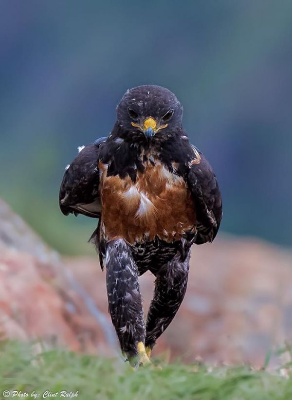 insolite badass buse oiseau rapace
