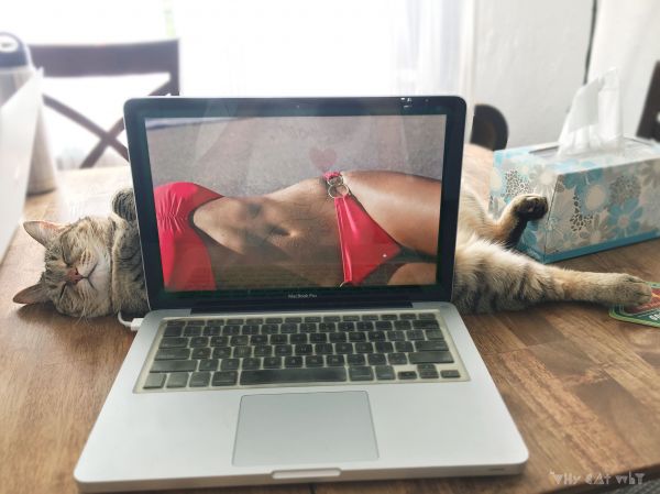 insolite bain chat ecran femme macbook maillot ordinateur sexy