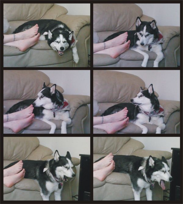 insolite chien drole pied sentir tete