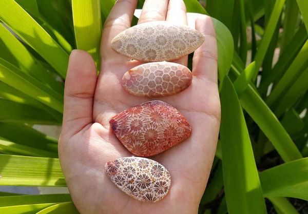 insolite agate corail fossile pierre