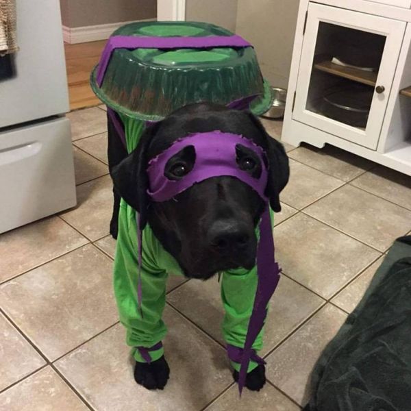 insolite chien costume deguisement halloween ninja tortue