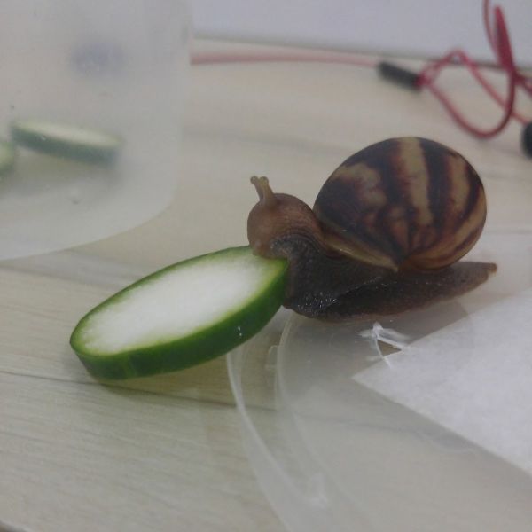 insolite concombre escargot heureux tranche