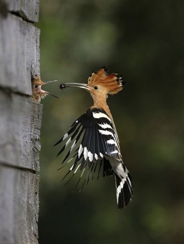 insolite fasciee huppe oiseau osillon vol
