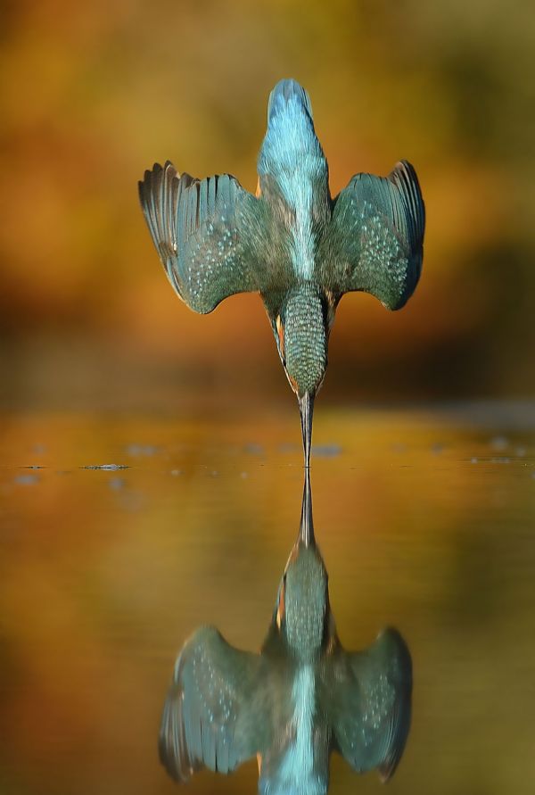 insolite bec eau martin-pecheur oiseau