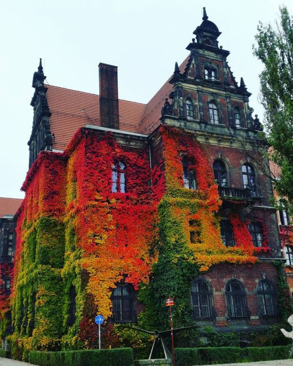 insolite automne facade grimpant lierre musee plante