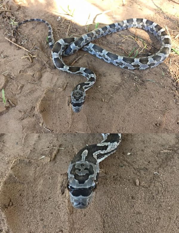 insolite lunettes moustache serpent tache