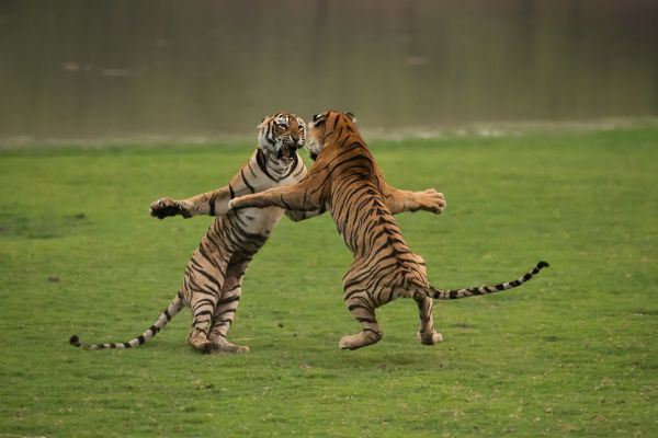 insolite bagarre tigre