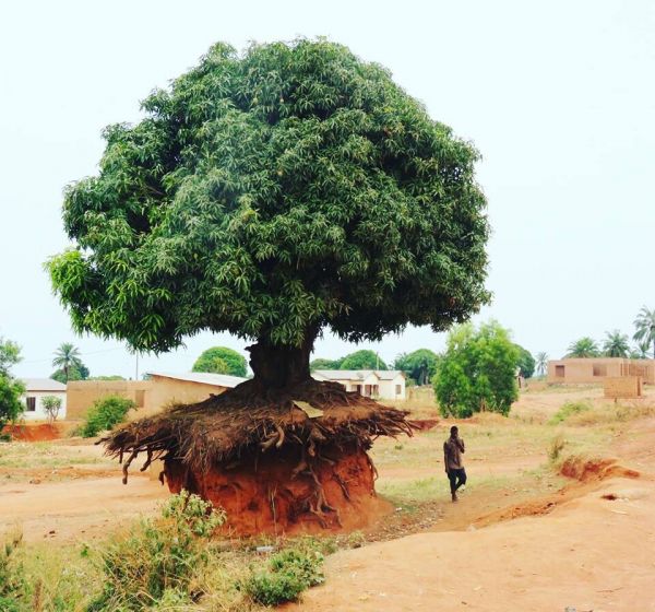 insolite arbre erosion racine sol
