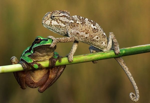 insolite cameleon chut grenouille patte