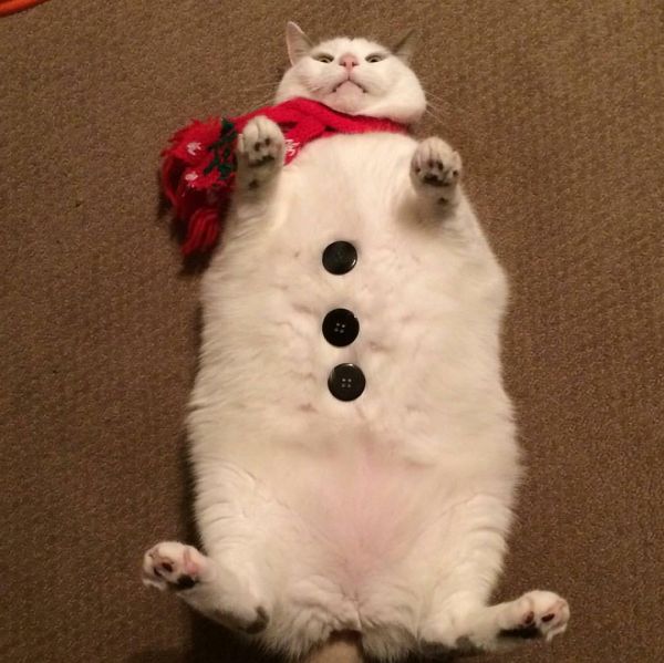 insolite blanc bonhomme chat neige