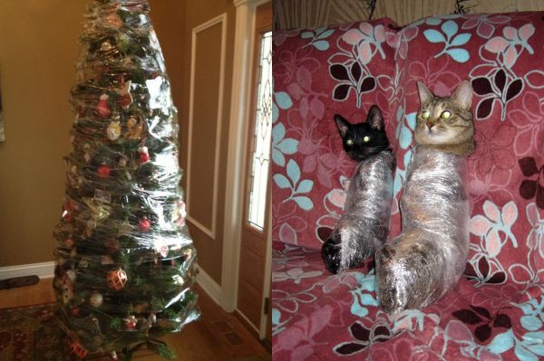 insolite chat noel plastique sapin