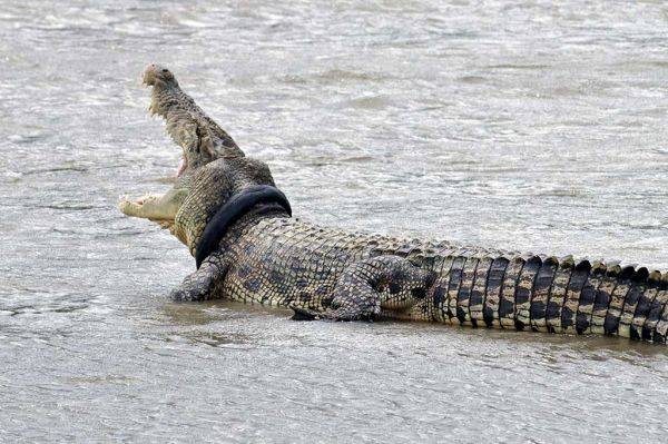 insolite coince cou crocodile pneu