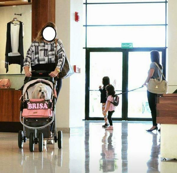 insolite chien femme laisse poussette