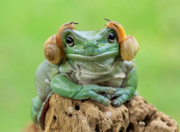 insolite casque escargot grenouille leia princesse tete