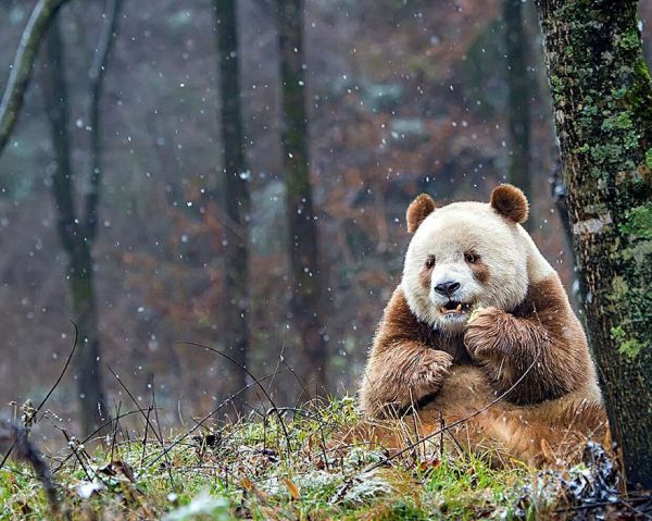 insolite brun couleur panda rare