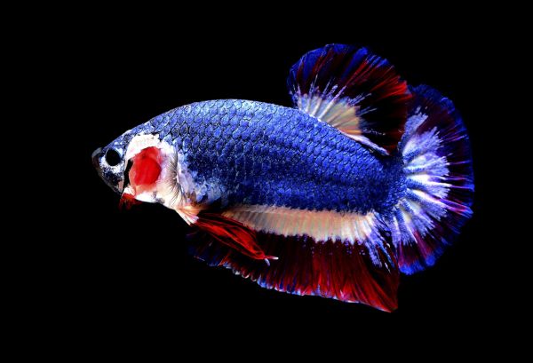 insolite blanc bleu combattant couleur poisson rouge
