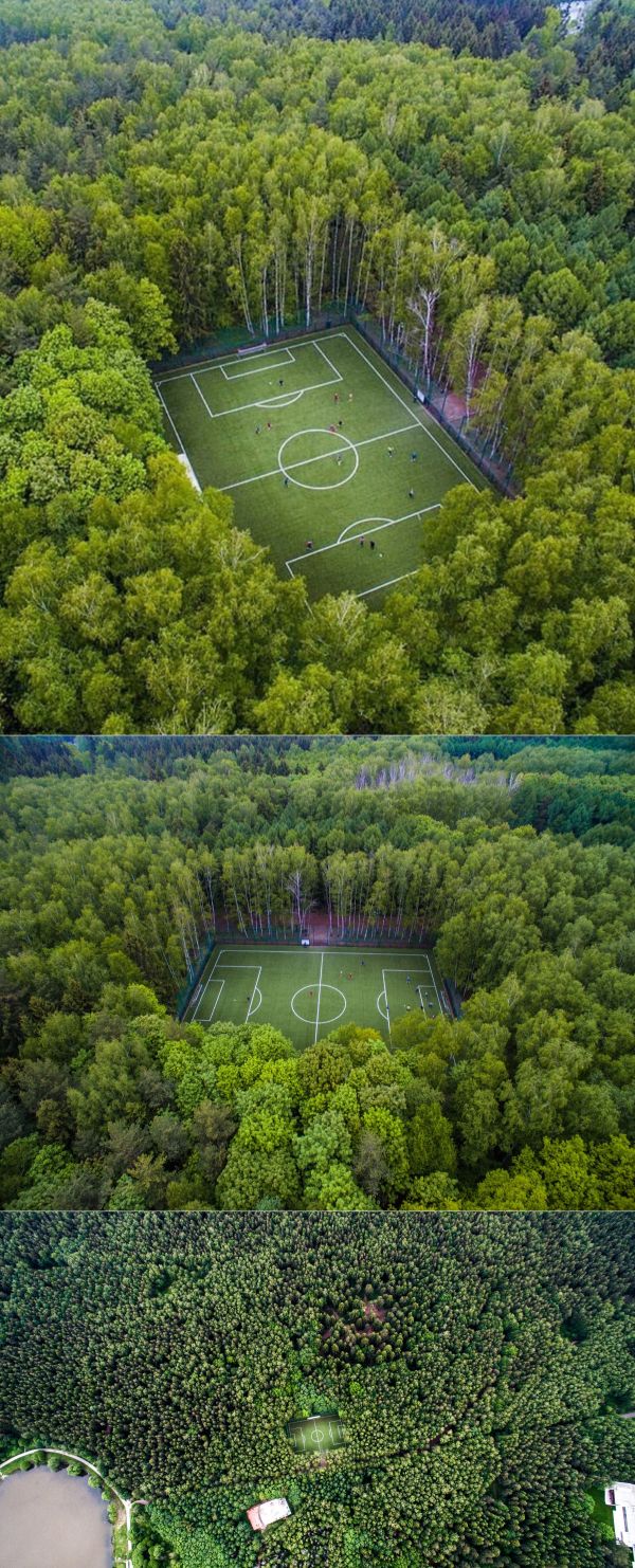 insolite arbre football foret milieu terrain