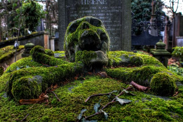 insolite cimetiere mort mousse tete tombe