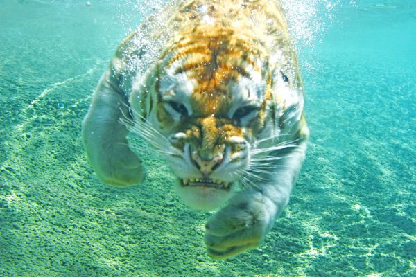 insolite drole eau grimace sous tete tigre