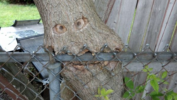 insolite arbre cloture faim grillage manger