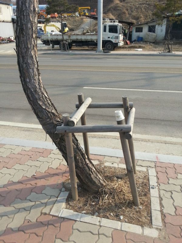 insolite arbre rebelle travers tronc