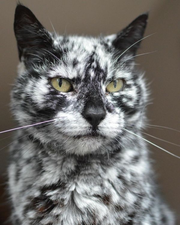 insolite chat noir tache vitiligo