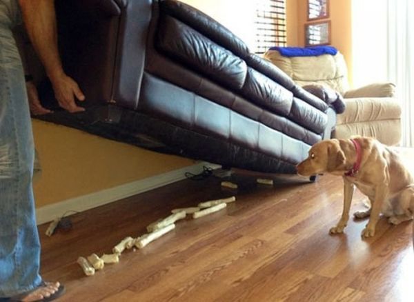 insolite canape chien os saisie