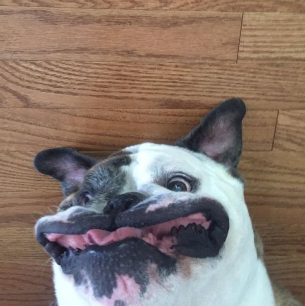 insolite chien drole tete