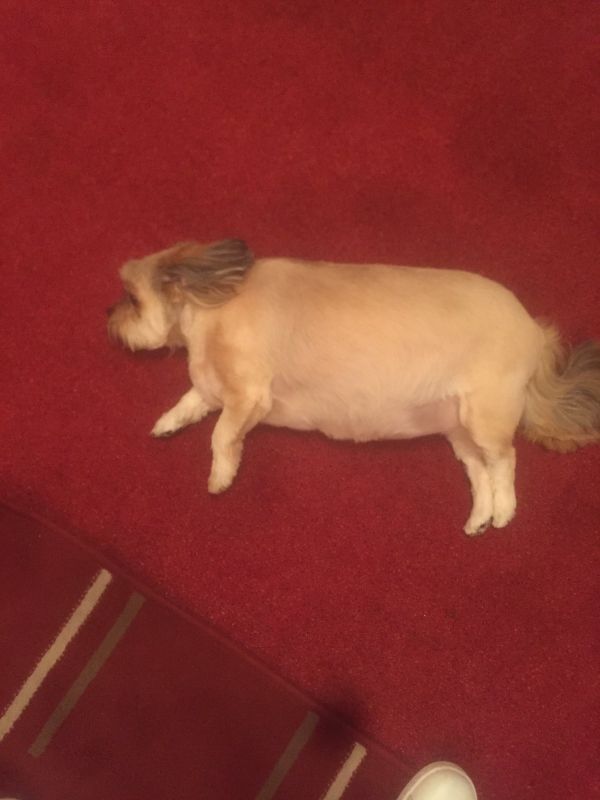 insolite chien dinde manger noel