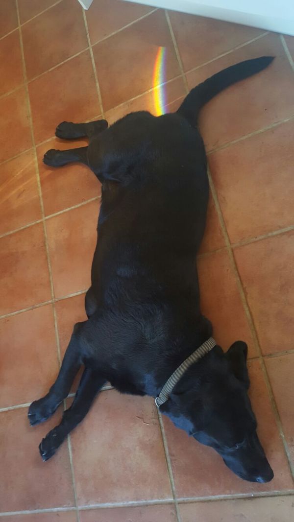 insolite arc-en-ciel chien pet