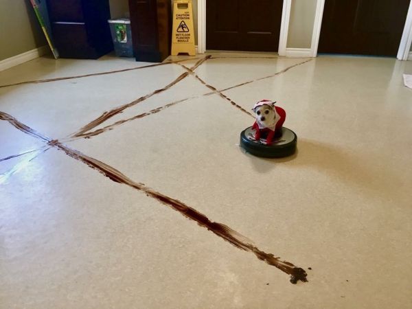 insolite aspirateur caca chien robot roomba