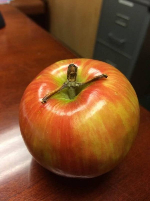 insolite fruit groot pomme tige