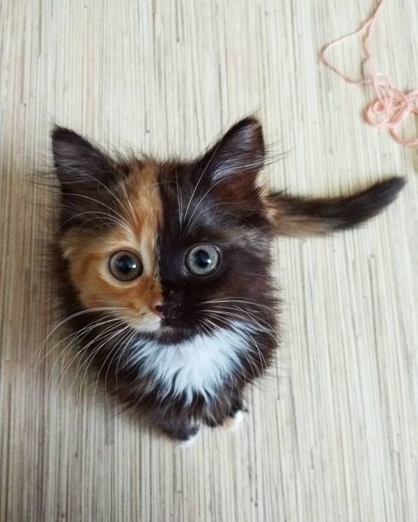 insolite bicolore chat chaton tete