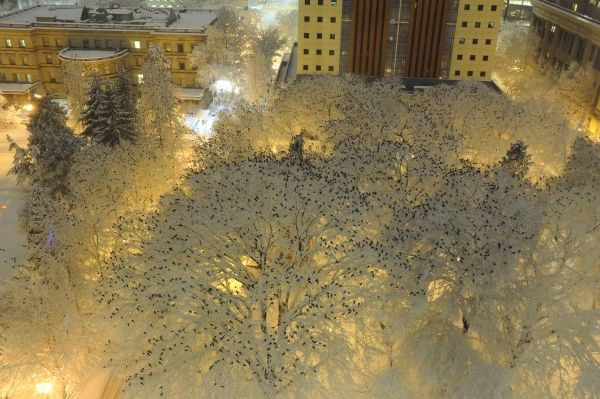 insolite arbre branche corneille neige oiseau