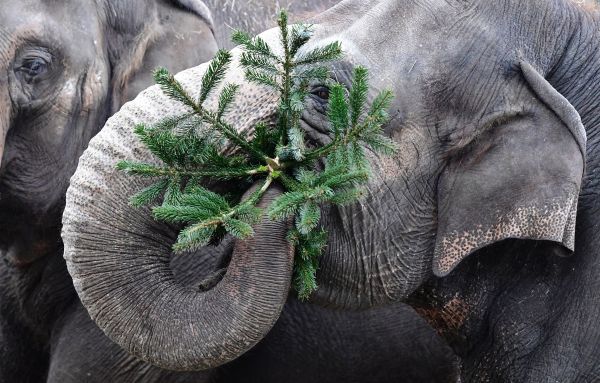insolite elephant manger noel sapin