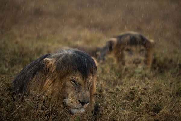 insolite cheveux lion permanente pluie sous