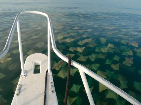 insolite bateau eau mer raie