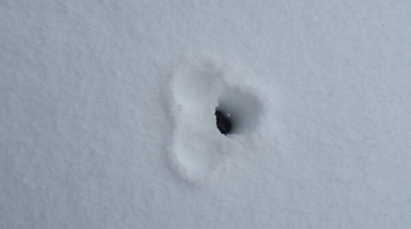 insolite mesurer neige penis