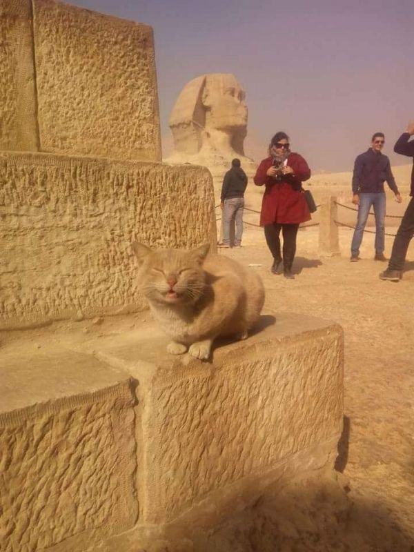 insolite chat pose sphinx