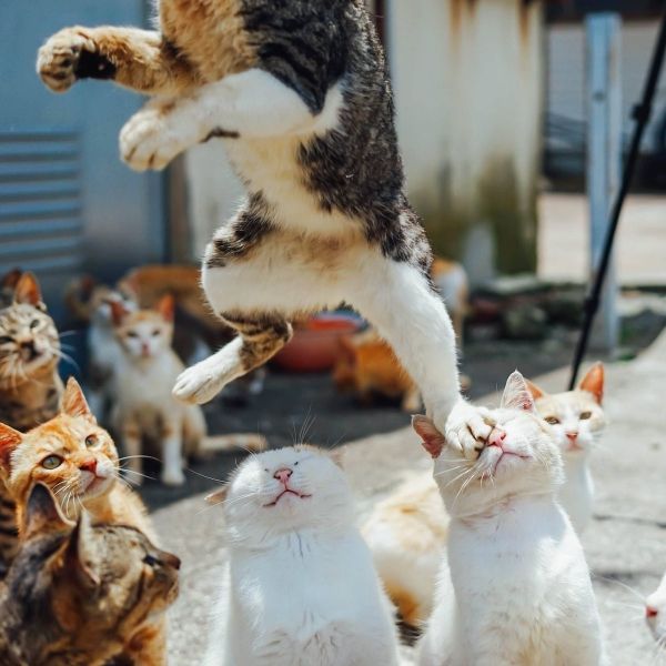 insolite chat patte saut tete