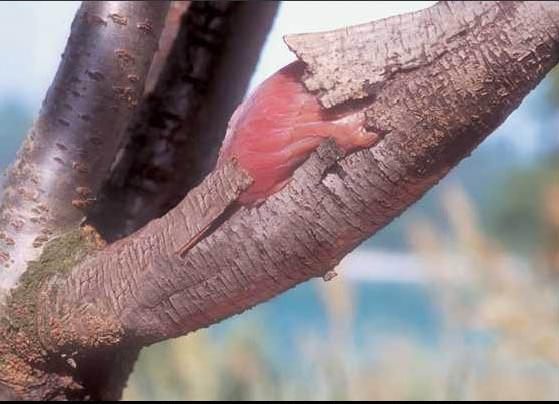 trucage insolite branche arbre en forme de bicep muscle