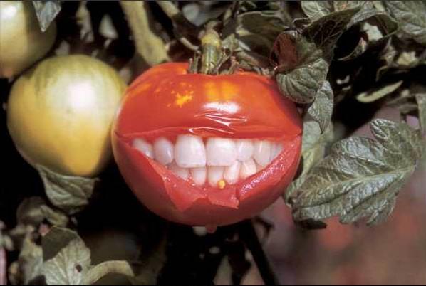 trucage tomate sourire avec des dents insolite