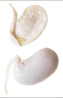 trucage ovaire puce electronique insolite